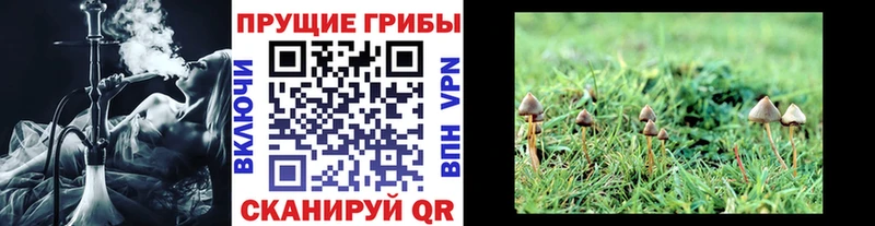 Псилоцибиновые грибы прущие грибы  Сурск 